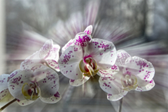 _DSC4646_orchidee_e1