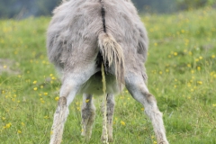 BdM Tiere Besuch in Brilon_5265