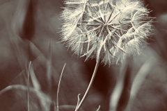 Pusteblume