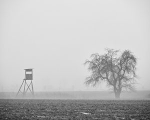 Morgenstimmung in schwarz-weiß