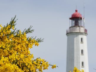 Hiddensee Leuchtturm Dornbusch